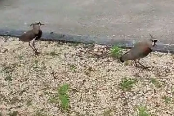 Do campo para a cidade